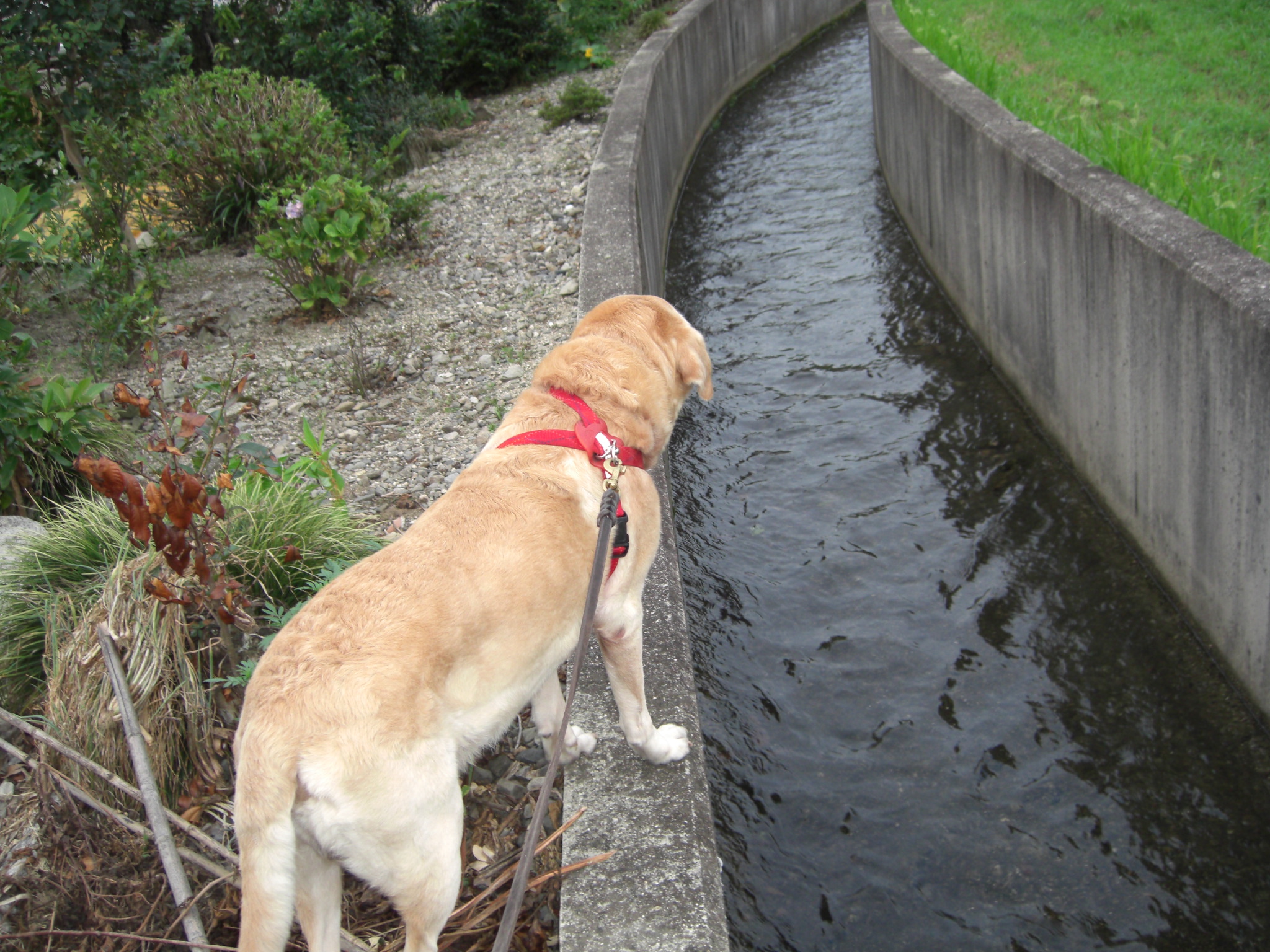 老犬バズー